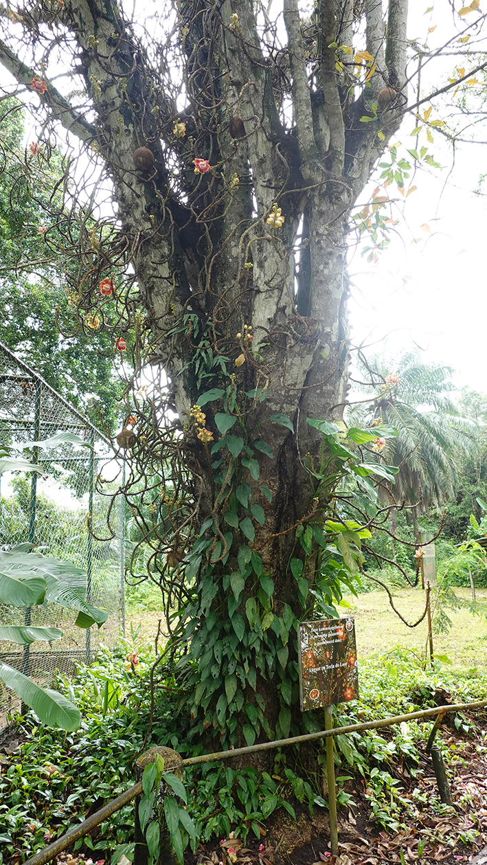 kanonskogelboom Suriname